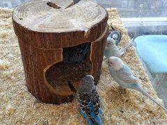 -怪兽屋·羊驼·猫咖·狗咖(俊华广场店)