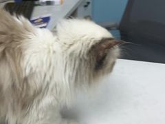 -贝康宠物医院·犬猫全科·小动物特色诊疗中心(东环路店)