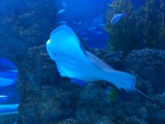 -芜湖新华联大白鲸海洋公园