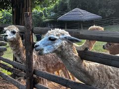 -泉州海丝野生动物世界