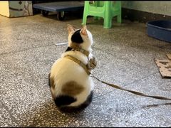 -白象居