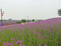 -大塘金香草谷