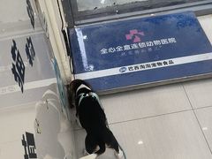 -全心全意连锁动物医院·微创中心·内科急重症·心脏专科(丰管路店)