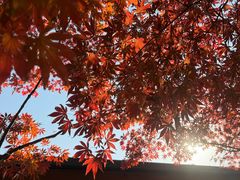 -青枫公园