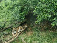 -大连森林动物园