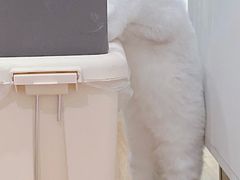-柚子猫舍·精品猫舍购猫·猫咪认养·购宠·宠物店