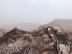 -大岭沟猕猴桃谷风景区