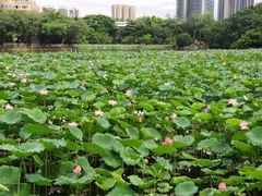 -荔湾湖公园