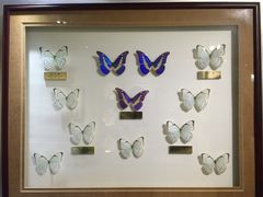 -上海昆虫博物馆