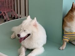 -怪兽屋·羊驼·猫咖·狗咖(俊华广场店)