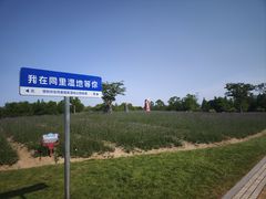 -同里国家湿地公园