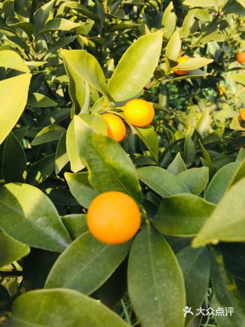 很美的田园风光，中国的秀丽江山，这里的空气特别香甜