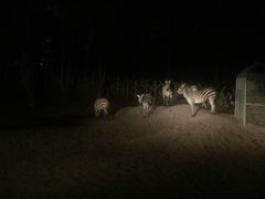-清迈夜间动物园