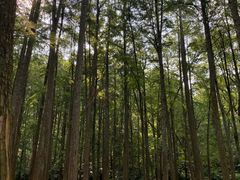 -杭州植物园