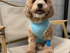 -北京派仕佳德动物医院·超导核磁·CT·神经科·骨科·内外科·急重症管理中心