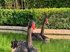 -行者书屋大堂吧 ·下午茶(南京圣和府邸酒店)