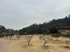 -南国桃园旅游度假区