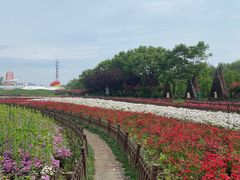 -荷兰花海