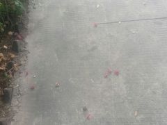 -广东花都香草世界旅游度假区