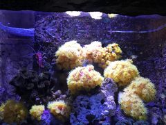 -悉尼海洋生物水族馆