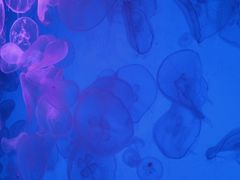 -沈阳海洋探索中心