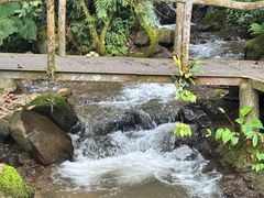 -莫里热带雨林景区