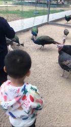 -上美四季动物农场