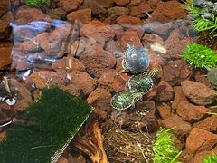 -酷以爬仙阁实体爬宠店·守宫·蜥蜴·专业繁育