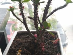 -金陵暴走小龙虾·迷踪蟹(凯德MALL店)