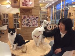 -猫的茶·猫咖
