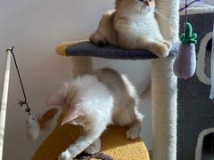 -猫腻·猫咖·撸猫馆(星光大道店)