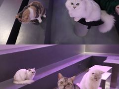 -极木²邸 人与宠物·互动社区
