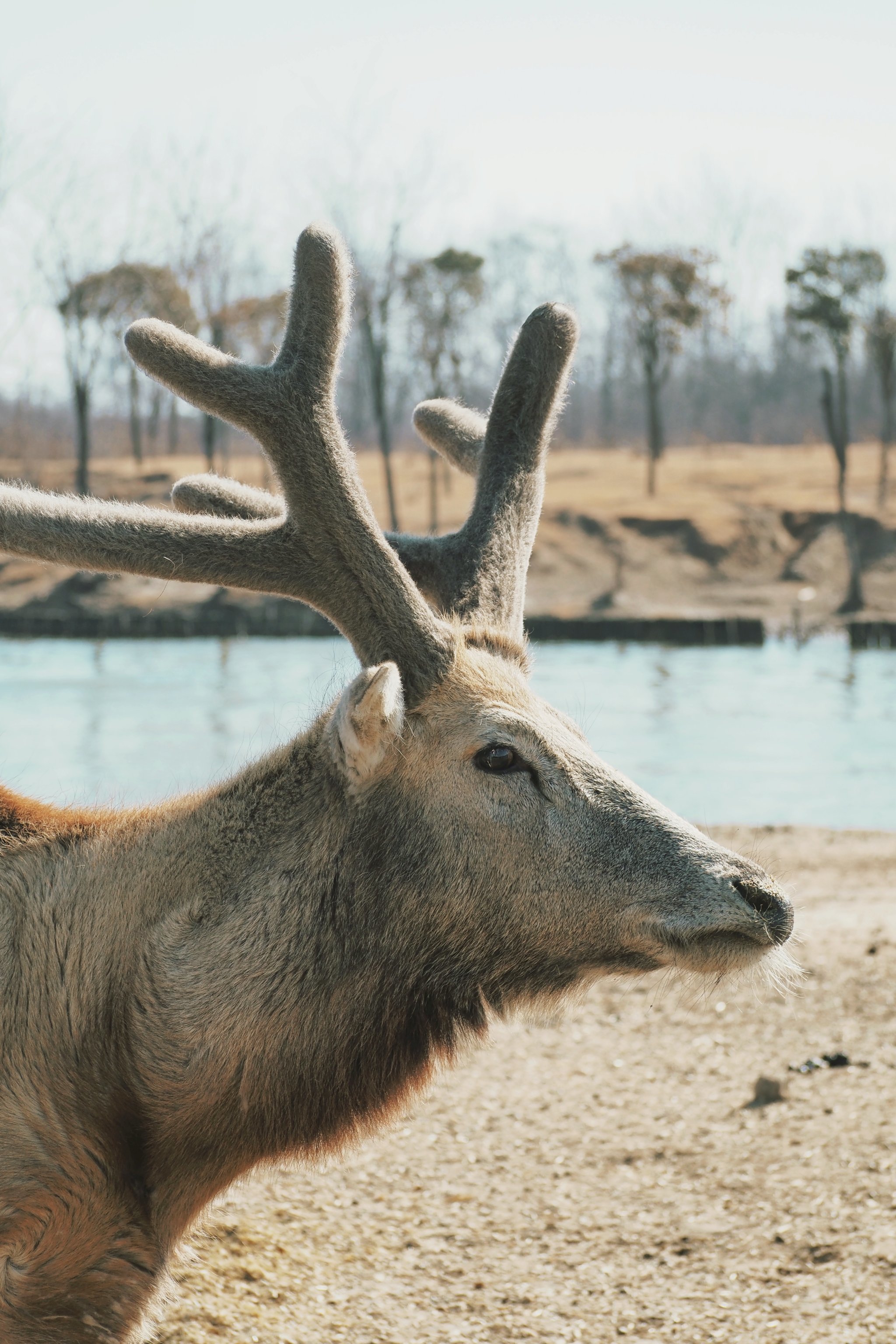 江苏省坦桑尼亚市 盐城大丰 麋鹿一日寻游记