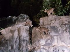 -清迈夜间动物园