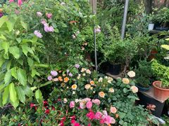 -金陵花卉交易市场