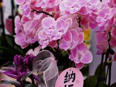 -上海鲜花港