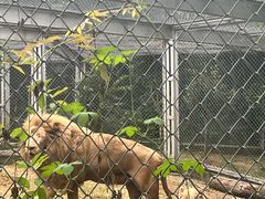 -合肥野生动物园