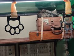 -猫咪博物馆(顶澳仔猫街店)
