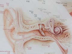 -自然之声助听器·呼吸机(贵定店)