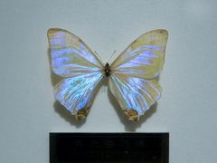 -上海昆虫博物馆