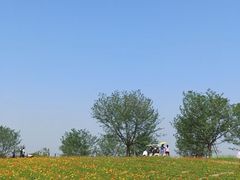 -空港花田景区