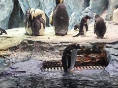 -帝企鹅自助餐厅•儿童岛•真企鹅(长隆企鹅酒店)