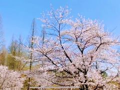 -杭州植物园