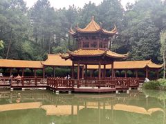 -铁山坪森林公园