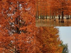 -白鹭湾湿地公园