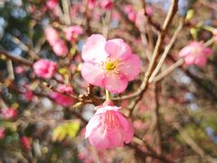 -南国桃园旅游度假区