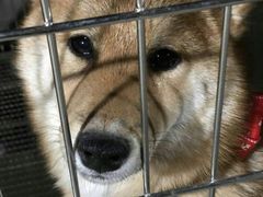 -柴犬高等学院·狗咖·柴犬售卖·宠物训练