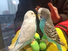 -怪兽屋·羊驼·猫咖·狗咖(俊华广场店)