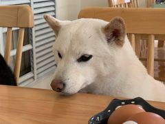 -柴の食堂·日式家庭料理·熊之肆(大学路店)