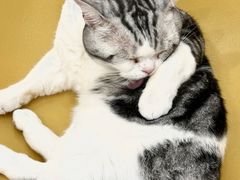 -有喵·猫咖·狗咖·40+猫狗有小奶狗(岗厦店)